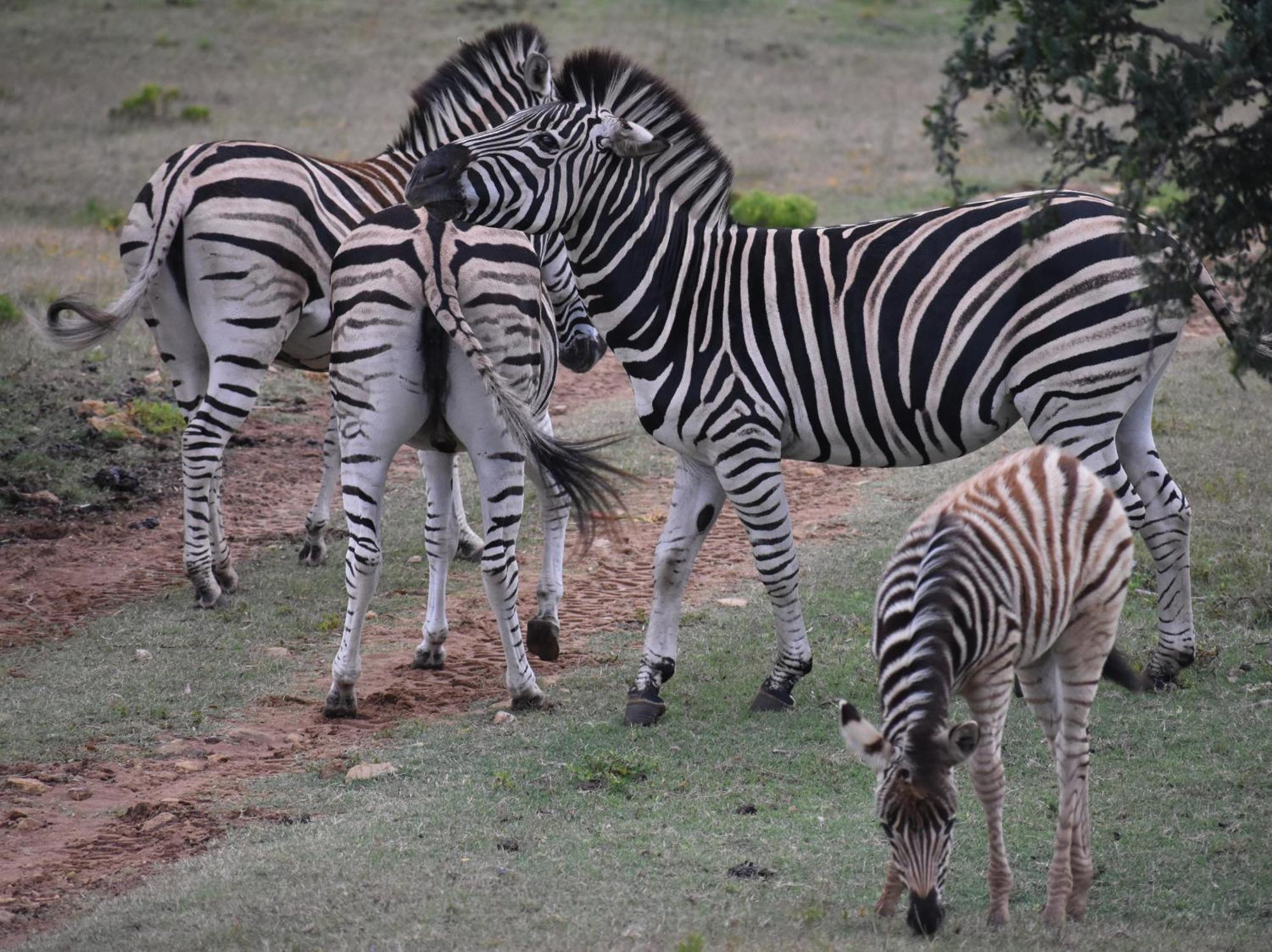 Baardbos Private Game Reserve Apartman Stilbaai Kültér fotó