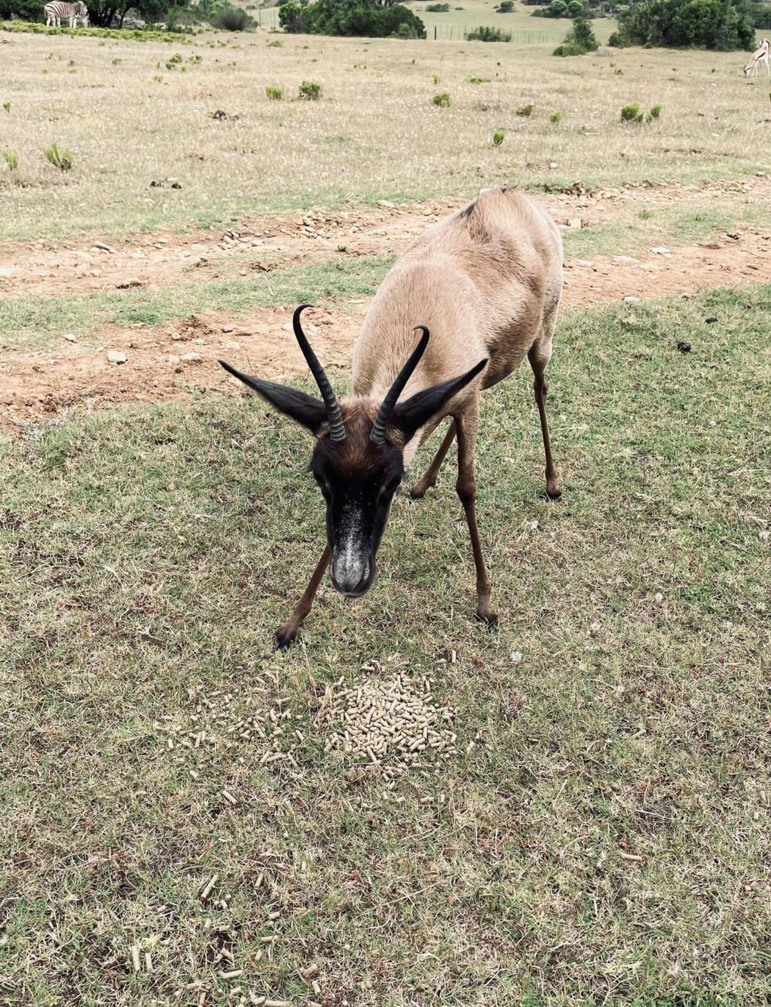 Baardbos Private Game Reserve Apartman Stilbaai Kültér fotó