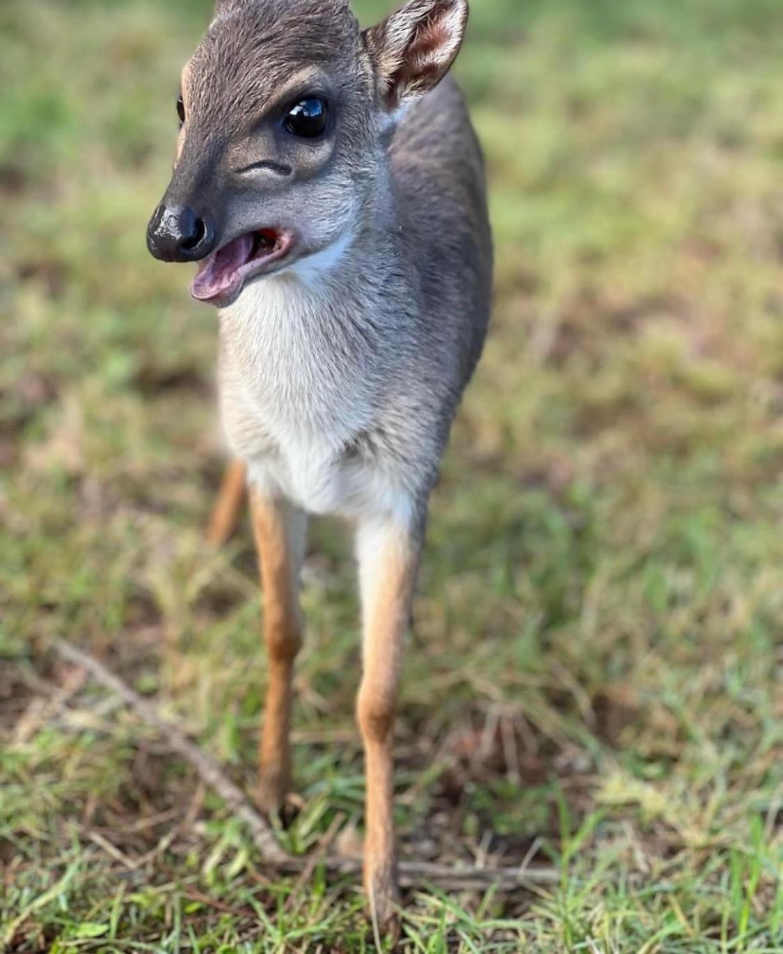 Baardbos Private Game Reserve Apartman Stilbaai Kültér fotó