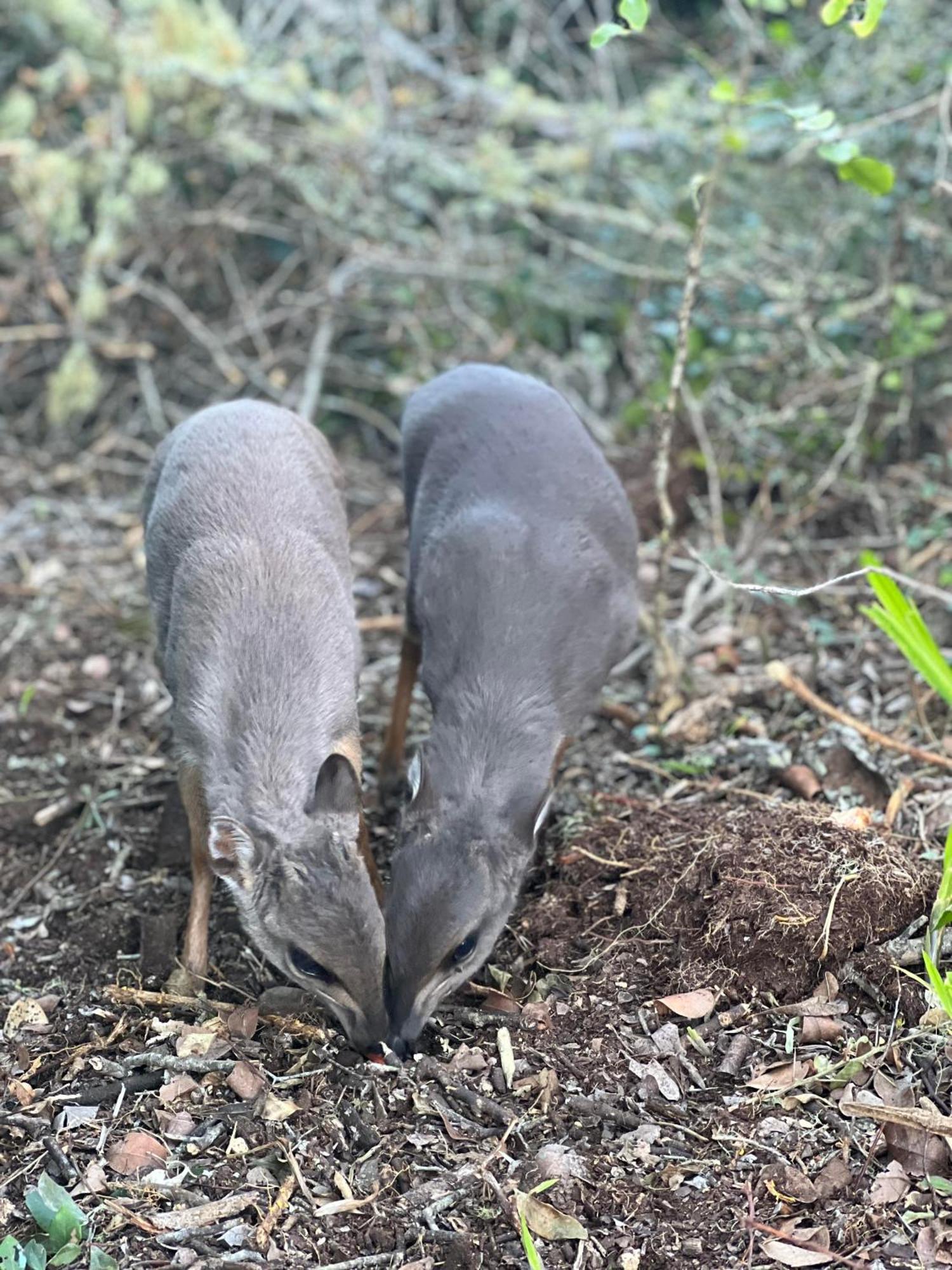 Baardbos Private Game Reserve Apartman Stilbaai Kültér fotó