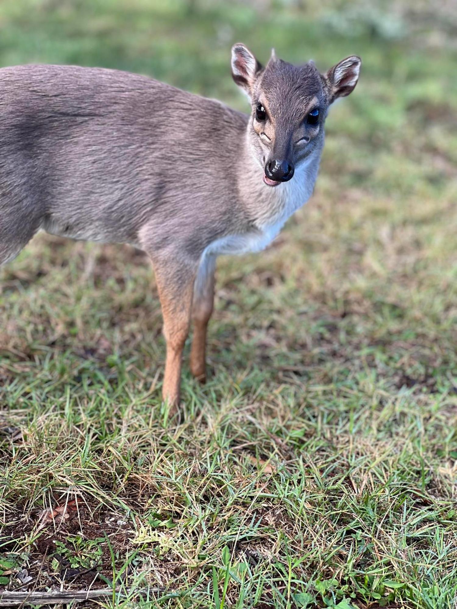 Baardbos Private Game Reserve Apartman Stilbaai Kültér fotó