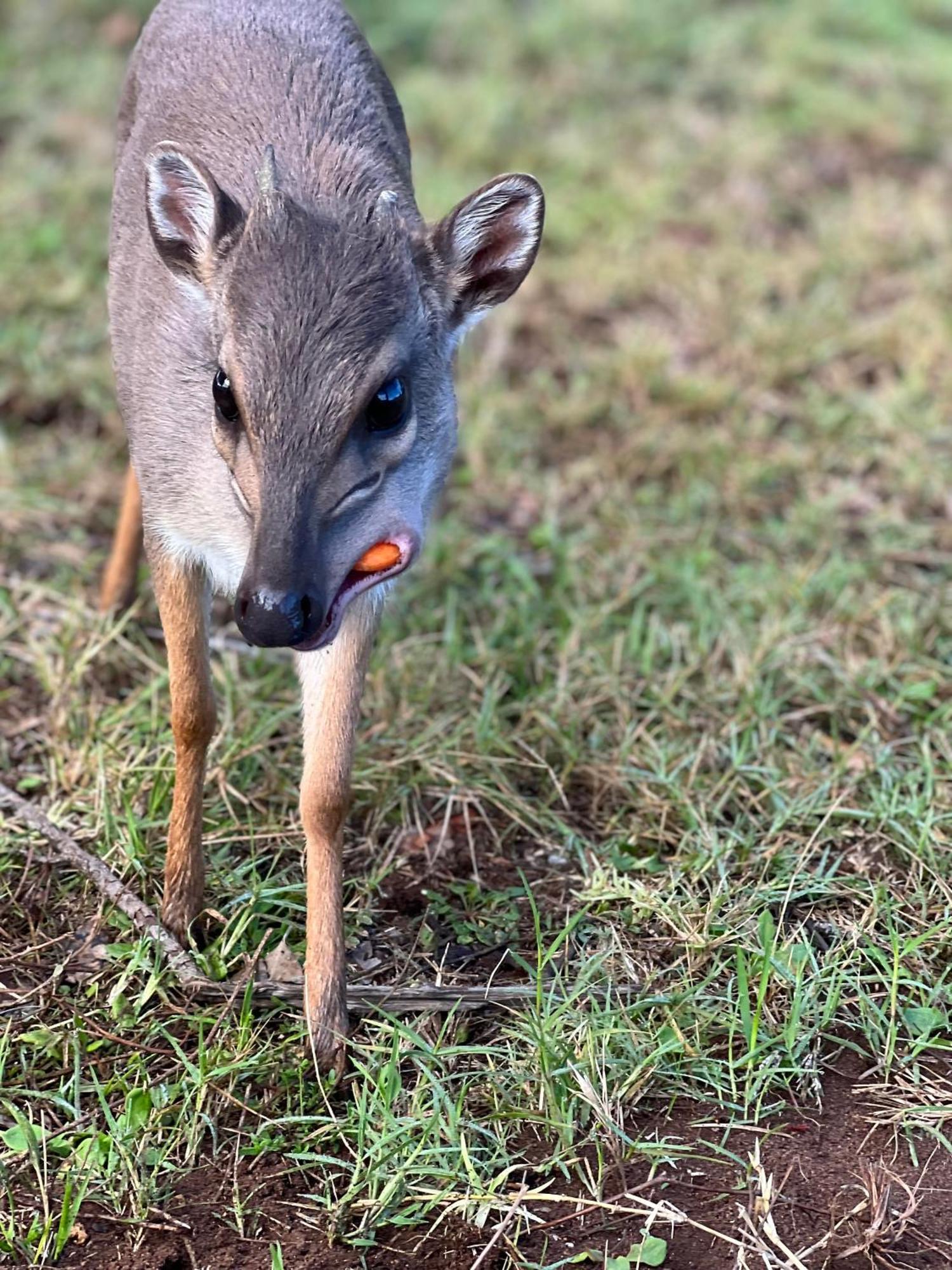 Baardbos Private Game Reserve Apartman Stilbaai Kültér fotó