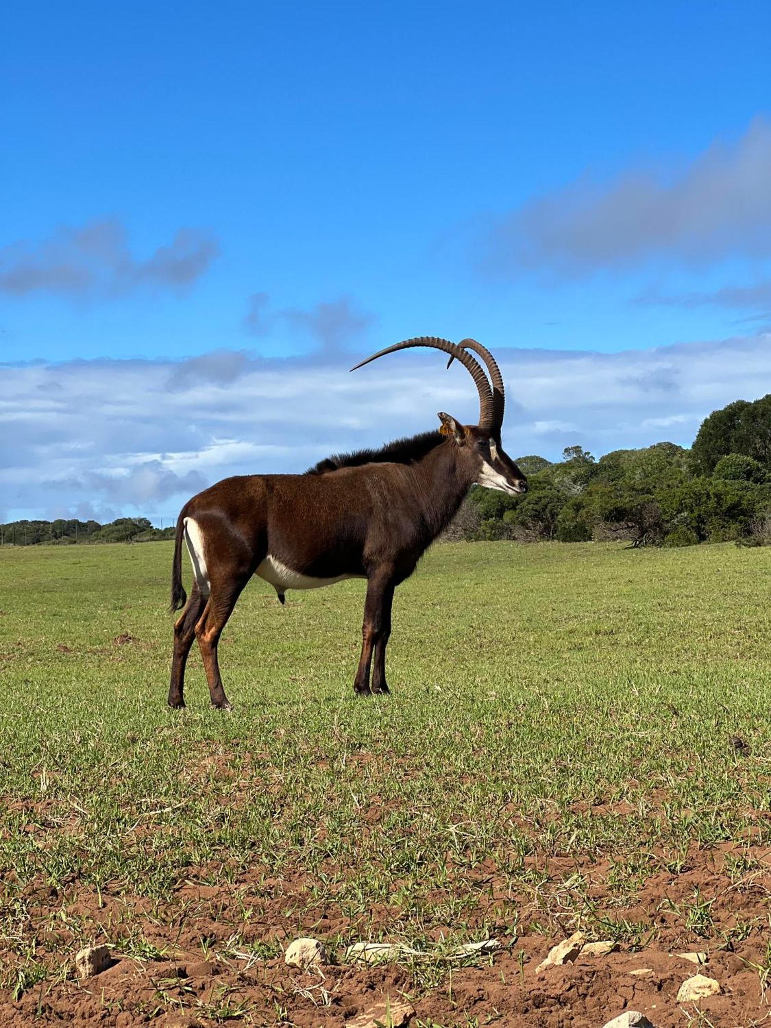 Baardbos Private Game Reserve Apartman Stilbaai Kültér fotó